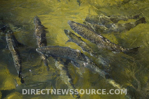 biden_admin_completes_under_the_wire_endangered_species_rules_for_california_water_projects