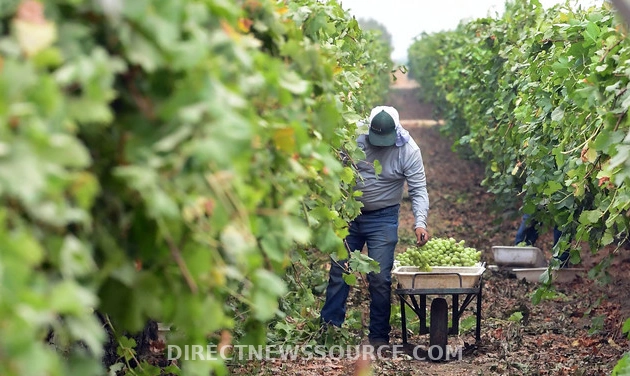The Impact of Trump's Immigration Policies on California Farmers