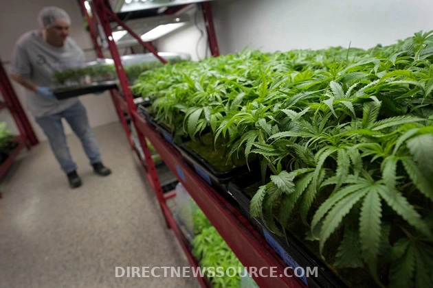 Florida's Pot Industry: Navigating Challenges and Opportunities in the Ever-Growing Market