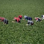 trumps_pivot_on_immigration_raids_in_agriculture_reveals_gop_fissure