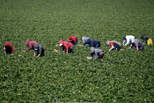 trumps_pivot_on_immigration_raids_in_agriculture_reveals_gop_fissure